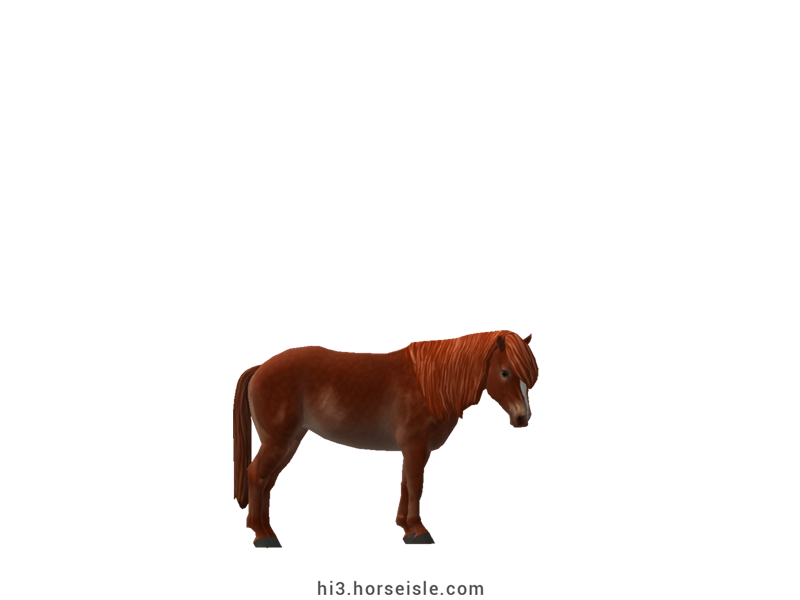Carneddau Pony Liver Sorrel Coat